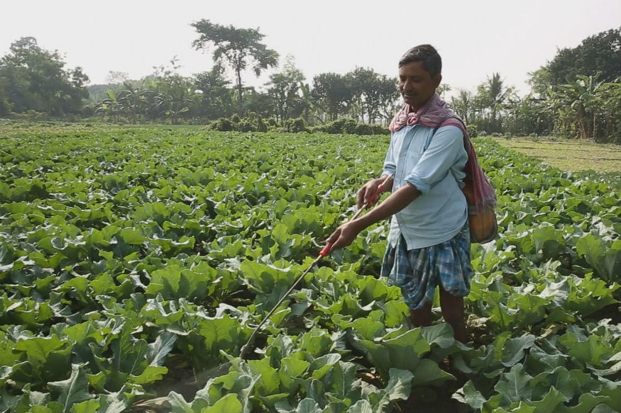 Maharashtra Farmer Earns 20 Paise a Kg for Brinjal Crop, Destroys Plantation in Despair