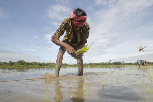 A farmer sowing paddy in his field.
(Representative image)