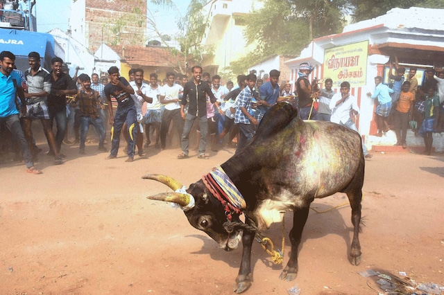 In this file photo, people release the Jallikattu bull at Alanganallur in Madurai. (Photo: PTI)
