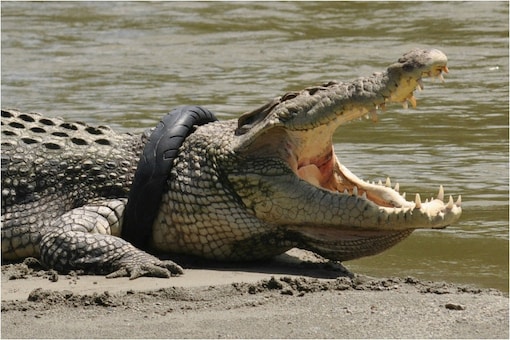 crocodile bite marks