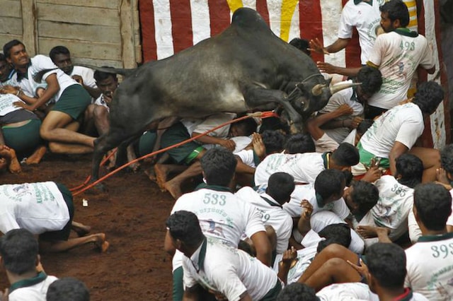 A bull jumps over villagers during a Jallikattu event in Madurai REUTERS/Babu)