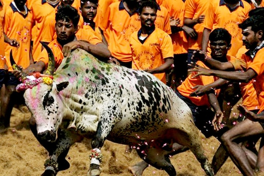 Youth attempt to catch a bull during Jallikattu at Palamedu Village near Madurai. (Image: PTI)