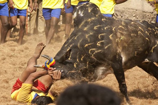File image of Jallikattu festival. (Image: AFP) File image of Jallikattu festival. (Image: AFP)