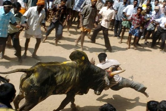 File image of Jallikattu. (Image: AFP)