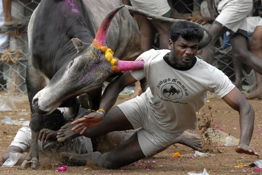 Is Fighting a Hapless Bull The Sign of Heroism That Jallikattu