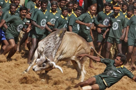 A villager is pinned down by a bull during a bull-taming festival on the outskirts of Madurai town, about 500 km (310 miles) from Chennai. The annual festival is part of south India's harvest festival of Pongal. (Image: Reuters)