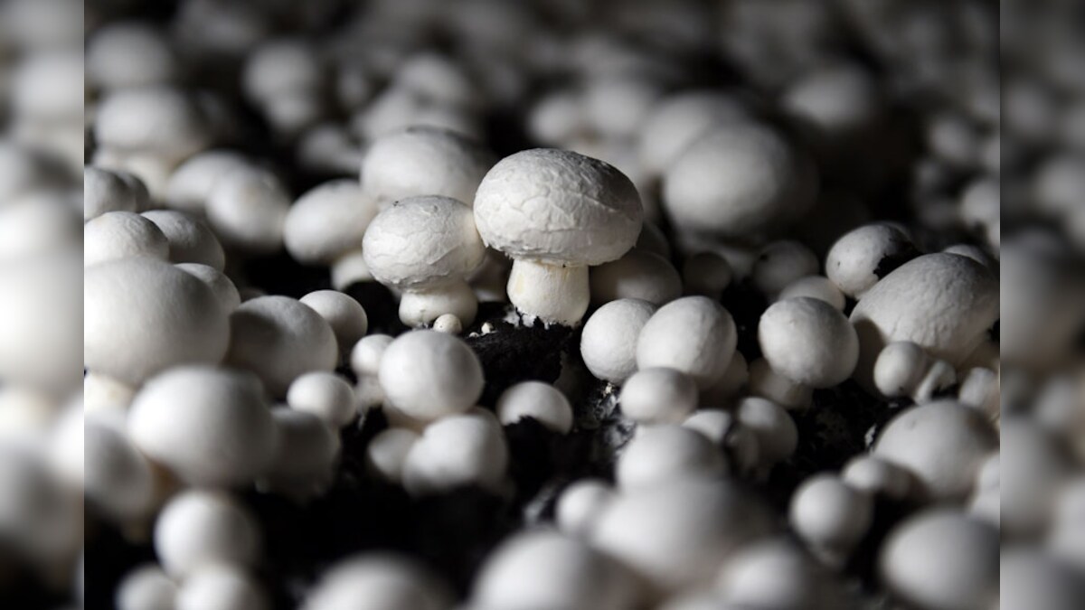 Mushrooms May Help Prevent Dementia, Alzheimer's