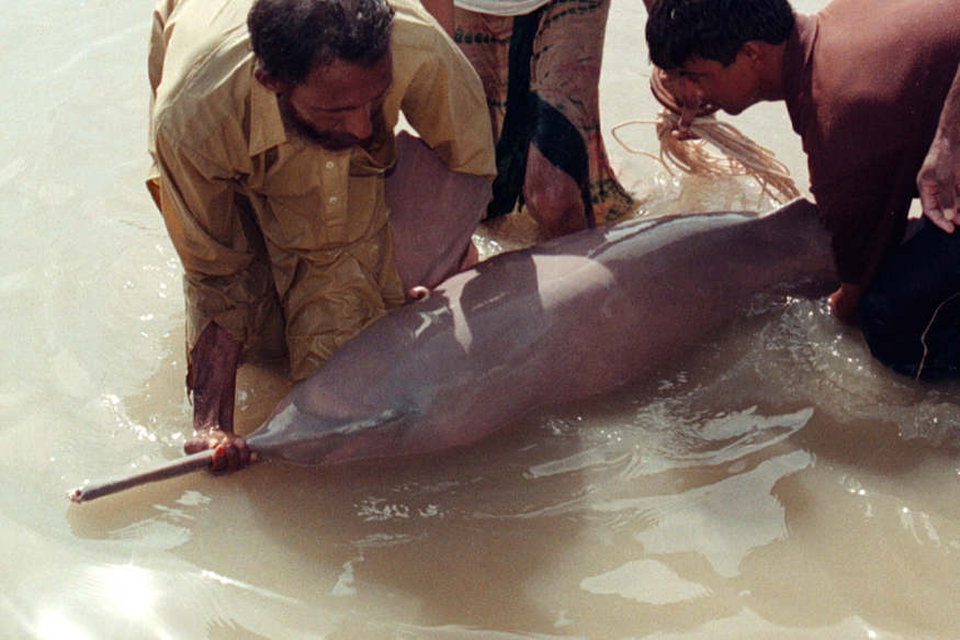 Student Community In Bengal To Help Conserve Gangetic River Dolphin