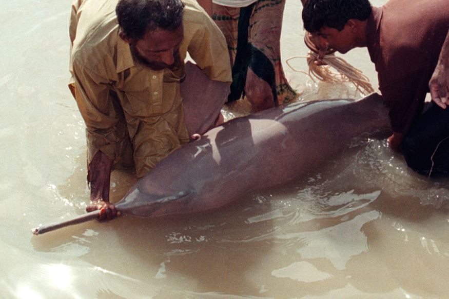 Student Community In Bengal To Help Conserve Gangetic River Dolphin Student Community In Bengal To Help Conserve Gangetic River Dolphin