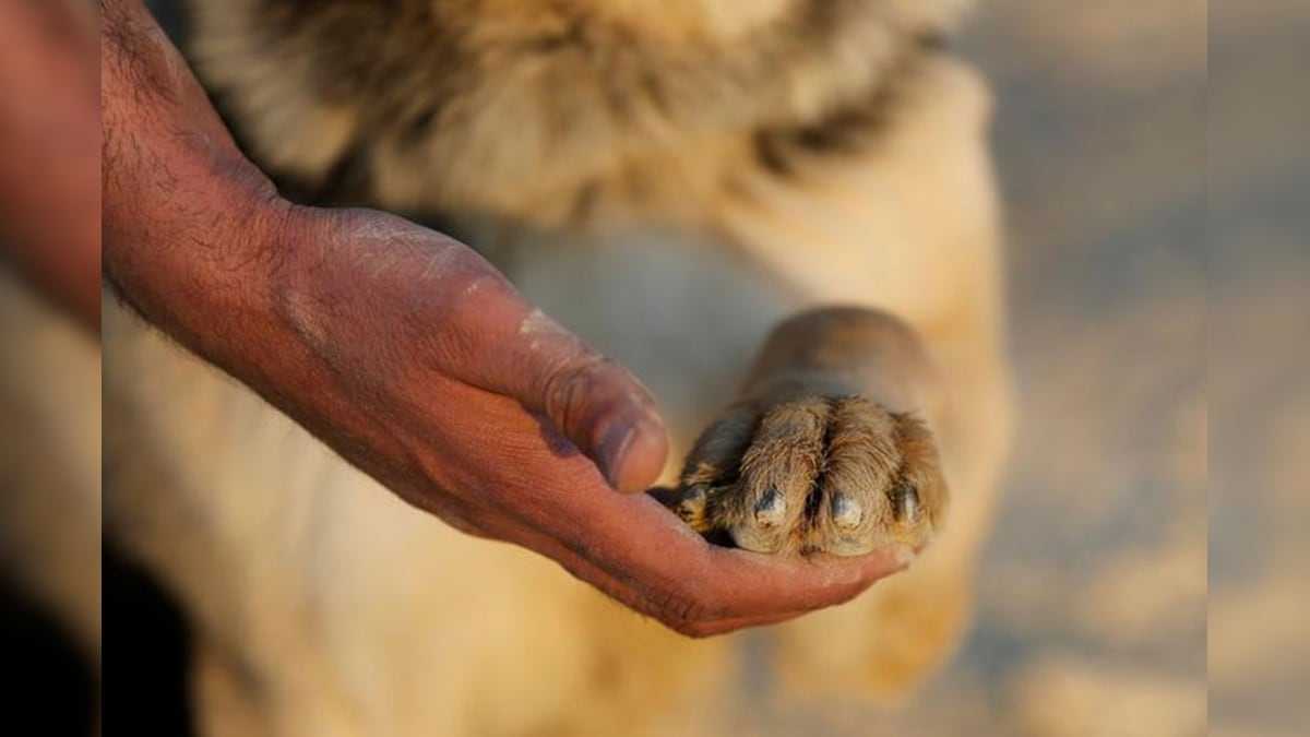 How to Take Care of Your Furry Baby this Winter?