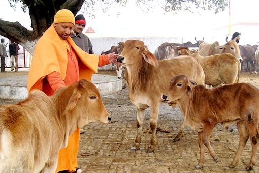 Yogi Adityanath Visits Cow Shelter Run by Mulayam's Son Prateek Yogi Adityanath Visits Cow Shelter Run by Mulayam's Son Prateek