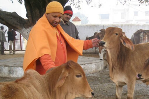 UP Engineers Given Ropes, Told to Keep Stray Animals Away from Roads During CM Yogi's Visit UP Engineers Given Ropes, Told to Keep Stray Animals Away from Roads During CM Yogi's Visit