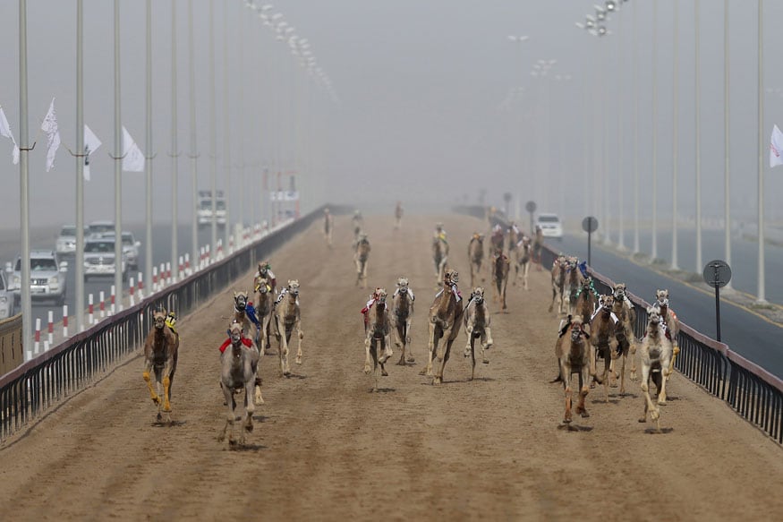Camel Racing at Dubai's Al Marmoom Heritage Festival - News18