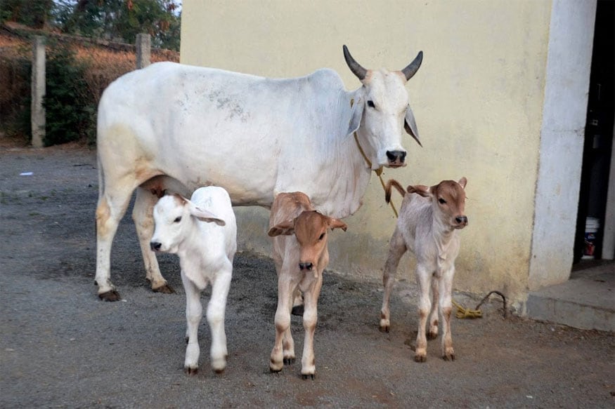 Desi Cow :: Nandhaa Dairy Farm :: Milk
