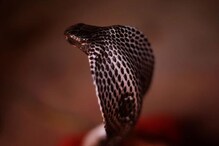 Man Seeks Divine Help After Snakebite; Dies Later During Treatment
