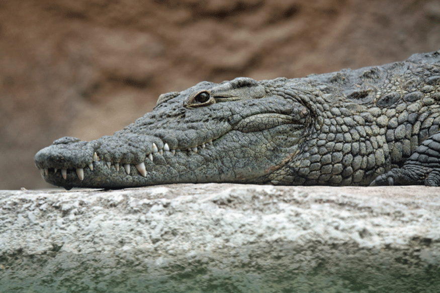 ashanti gold crocodile