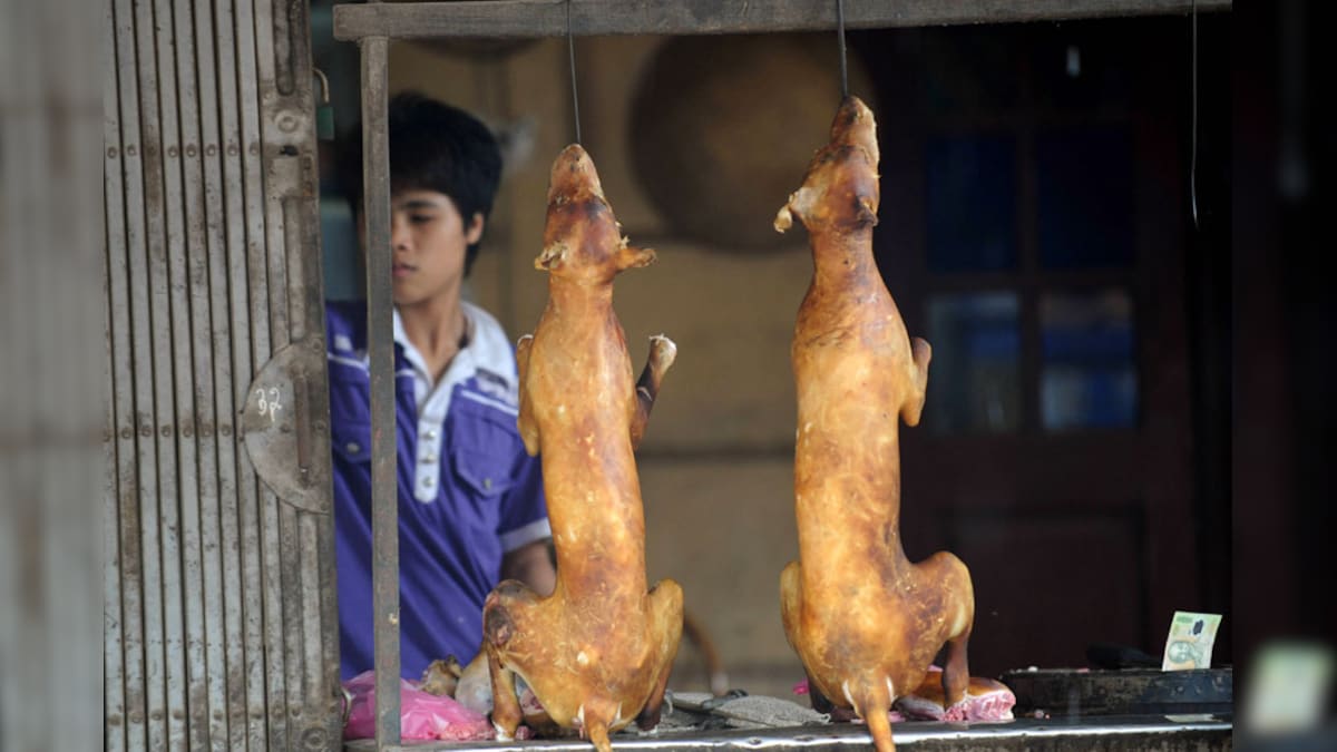 Taiwan Becomes First Asian Country to Ban Eating Dogs And Cats - News18
