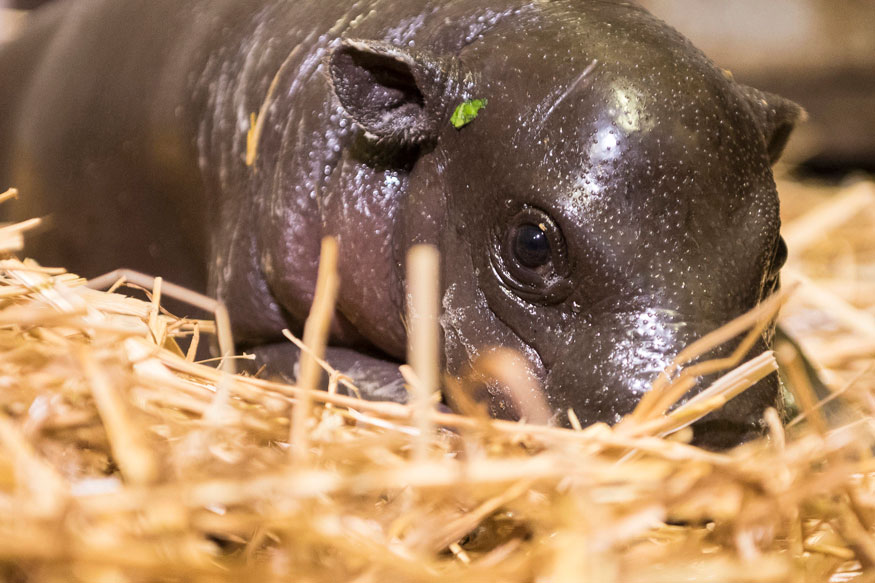2017 Hippopotamus 2017 Hippopotamus