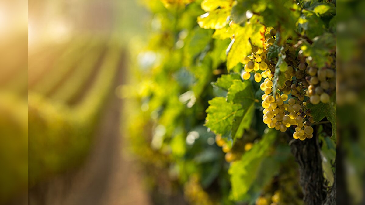 Including Grapes in Your Diet May Help Treat Depression Research News18