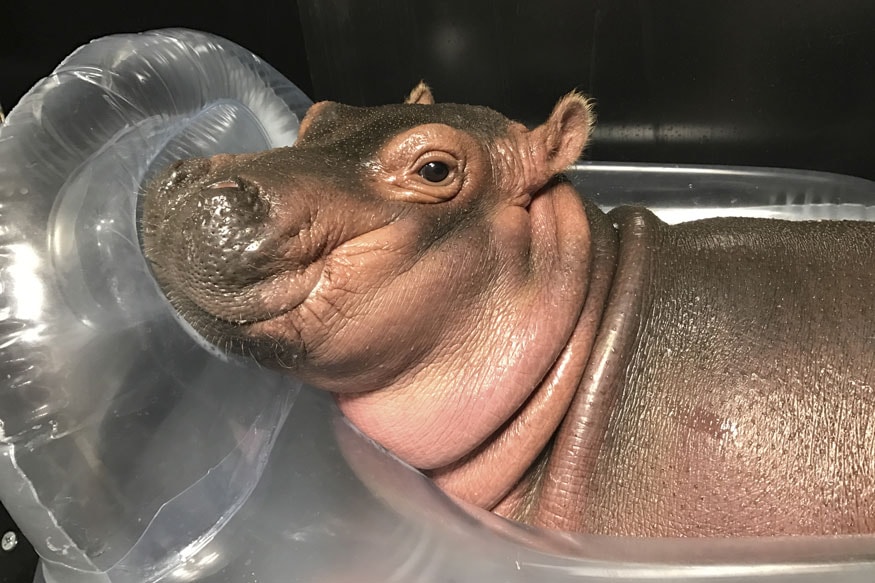 2017 Hippopotamus