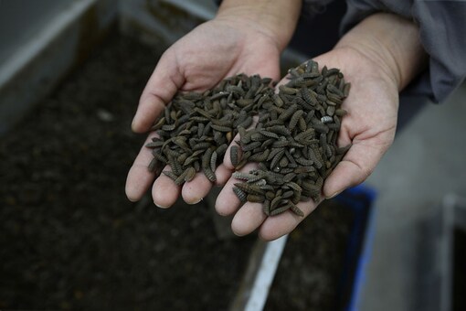 Black soldier fly larvae at a farm in Pengshan, in southwest China's Sichuan province. (Photo courtesy: AFP Relaxnews/  WANG Zhao)