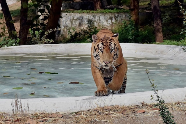 A tiger at its enclosure at a zoo. 
Representative Image. (Image: PTI)