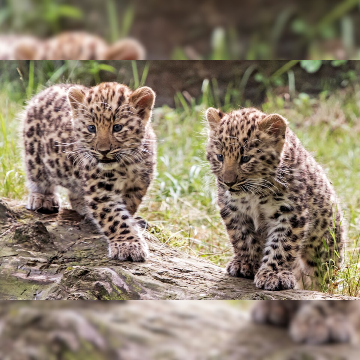 Two Adorable Baby Leopard Cubs At German Zoo