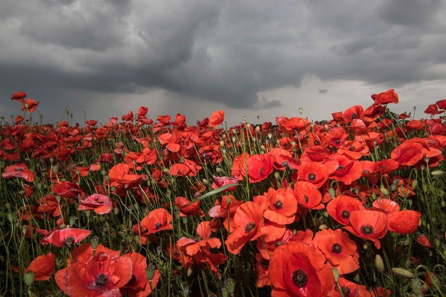 забор в поле.