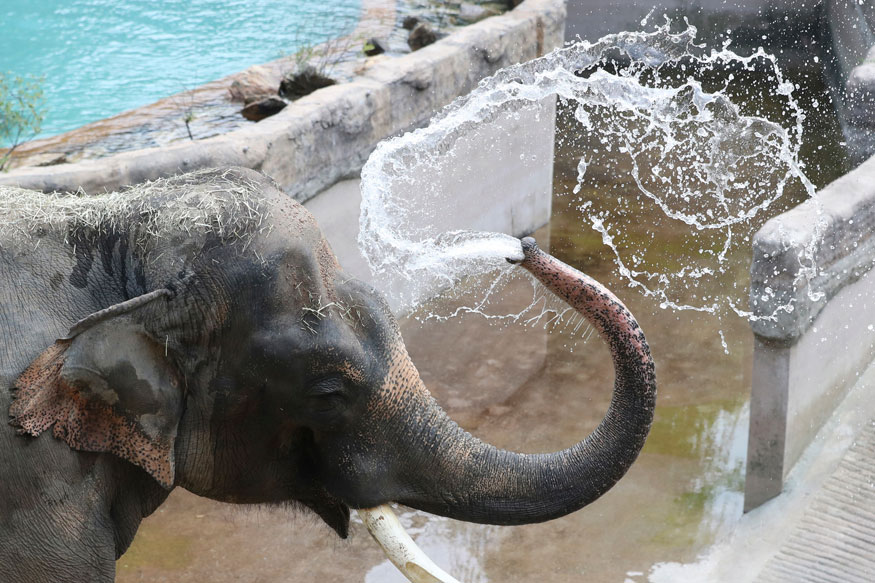 Mahout Gets Sandwiched Between Elephant and Ground While Giving it a Bath