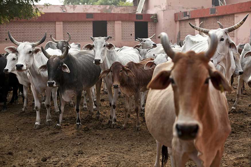 Ensure Stray Animals, Including Cattle, Sent to 'Gau Sanrakshan Kendras' by Jan 10: Yogi to DMs