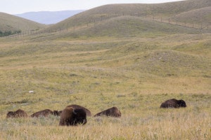 Waterton_Lakes_National_Park_AFP