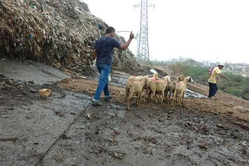 Muhammad Qamar from Kapurthala has switched to trading in slaughtering sheep than buffaloes. (Debayan Roy/ News18.com)