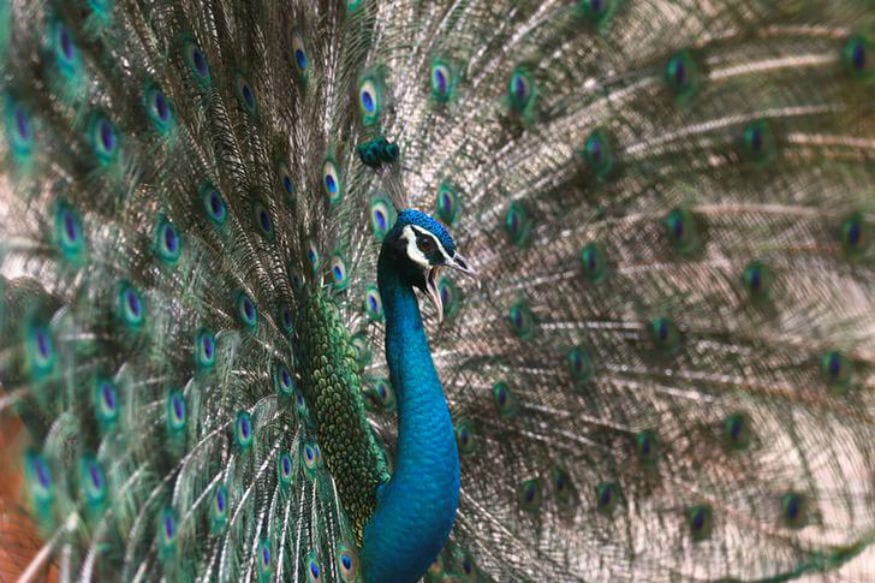 Sorry Judge, Peacocks Get Pregnant by Having Sex and we Have Proof ...