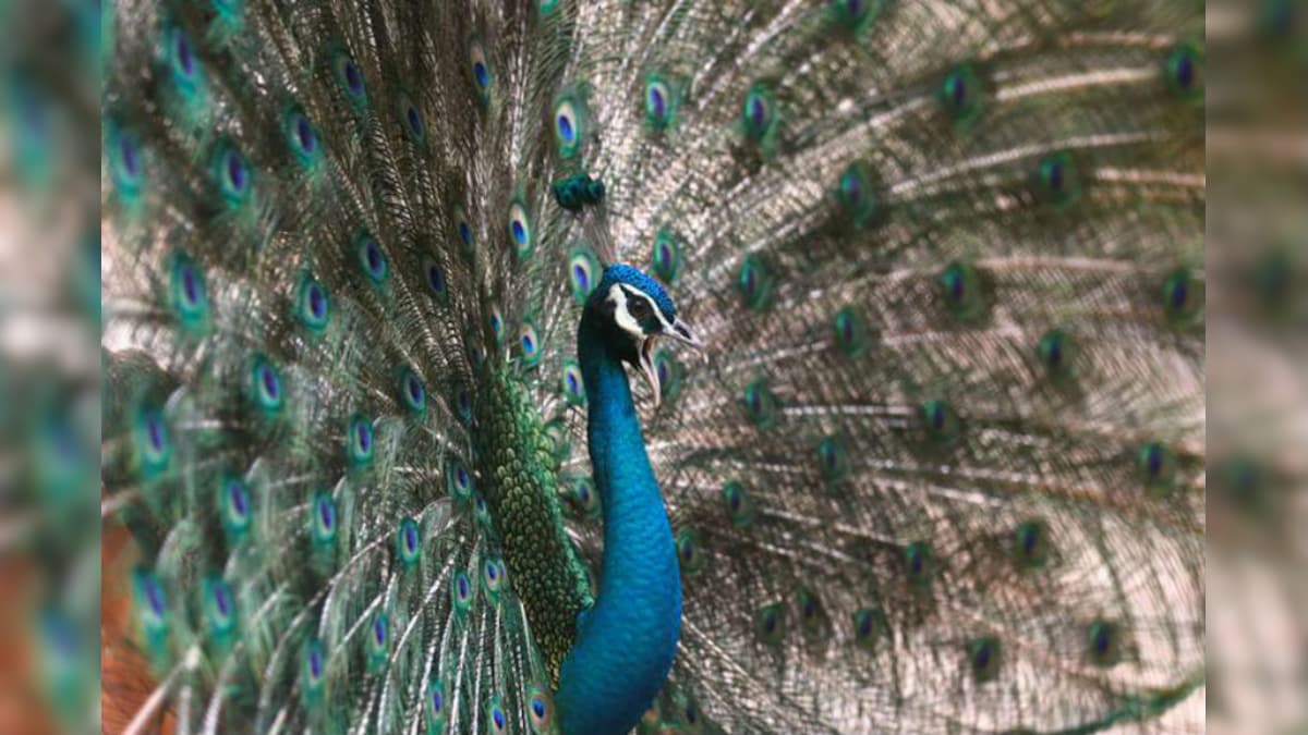 Sorry Judge, Peacocks Get Pregnant by Having Sex and we Have Proof