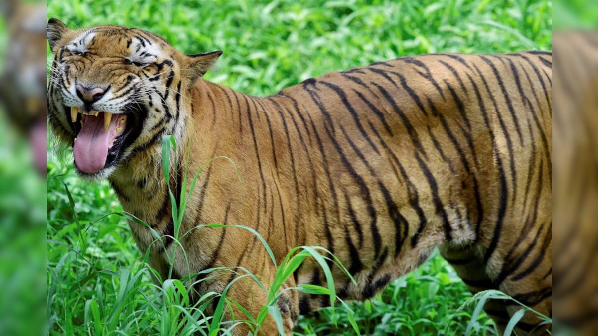 Royal bengal tiger found dead in West Bengal's Lalgarh
