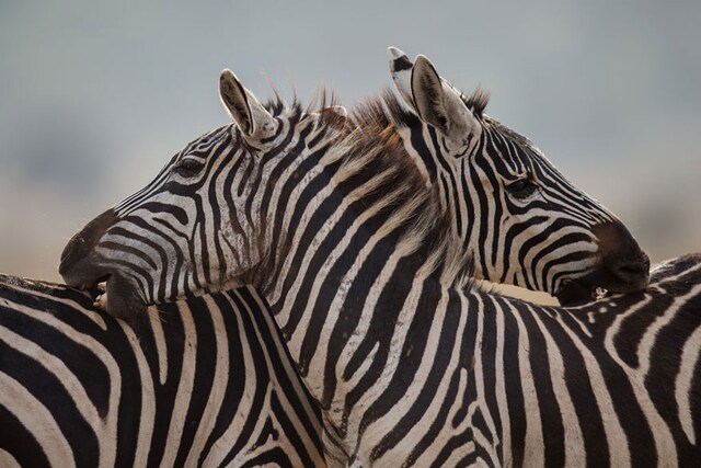 Zebras bite each other at Nairobi National Park ahead of IAAF U18 World Championships on July 11, 2017 in Nairobi, Kenya. (Image: Getty Images)