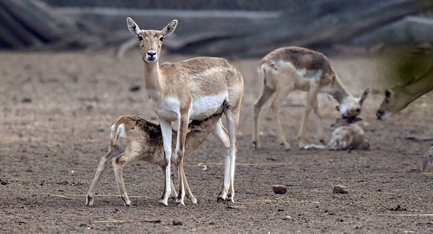 New Delhi: A deer feeds its newly born baby at the Delhi Zoo. (Image: PTI)