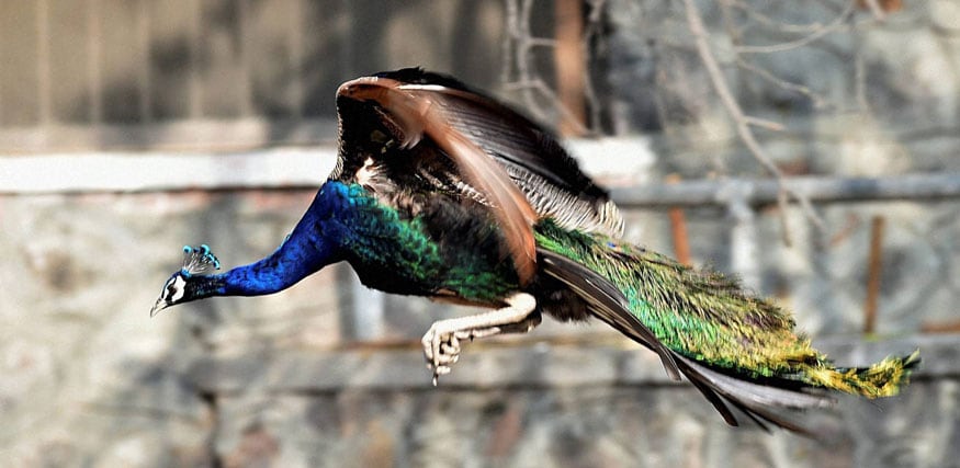 New Delhi: A peacock flies at the Delhi Zoo. (Image: PTI)