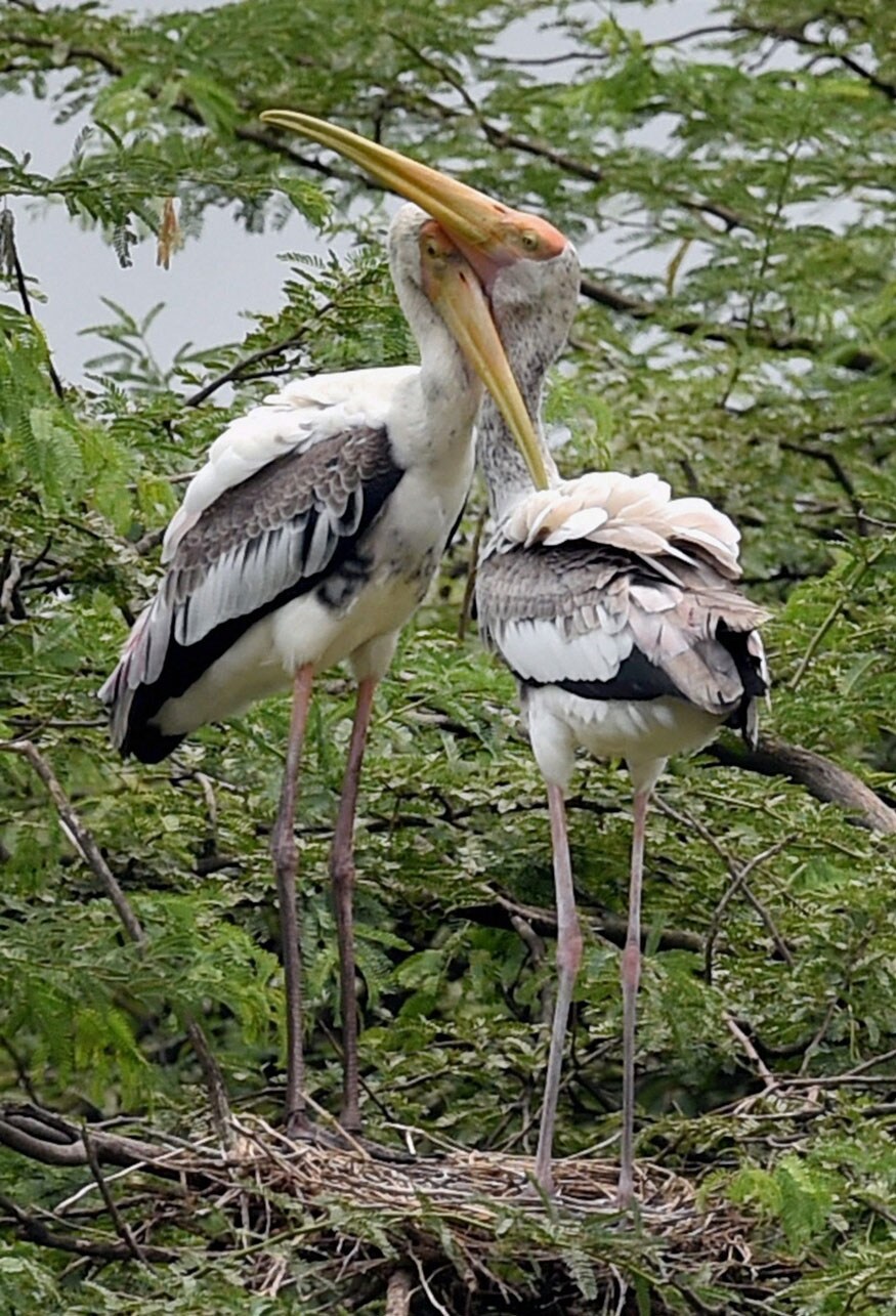 New Delhi: Painted storks inside Delhi Zoo. (Image: PTI)