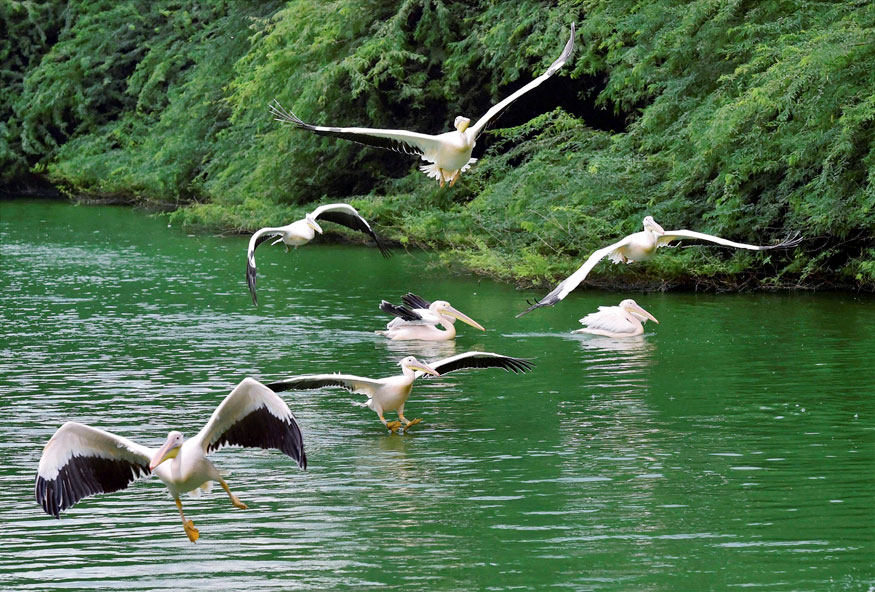 New Delhi: Rosy Pelicans at a pond inside the Delhi zoo on Sunday. (Image: PTI)