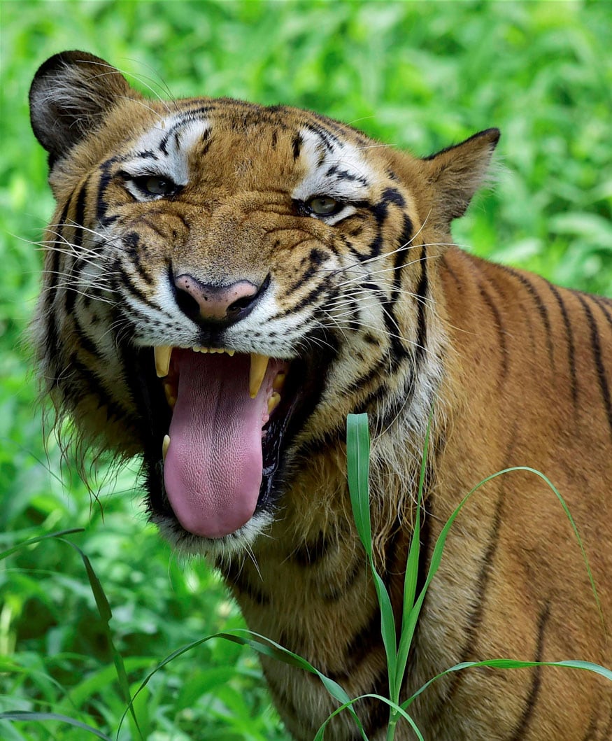 New Delhi: A Royal Bengal Tiger at its enclosure inside the Delhi zoo on Sunday. (Image: PTI)