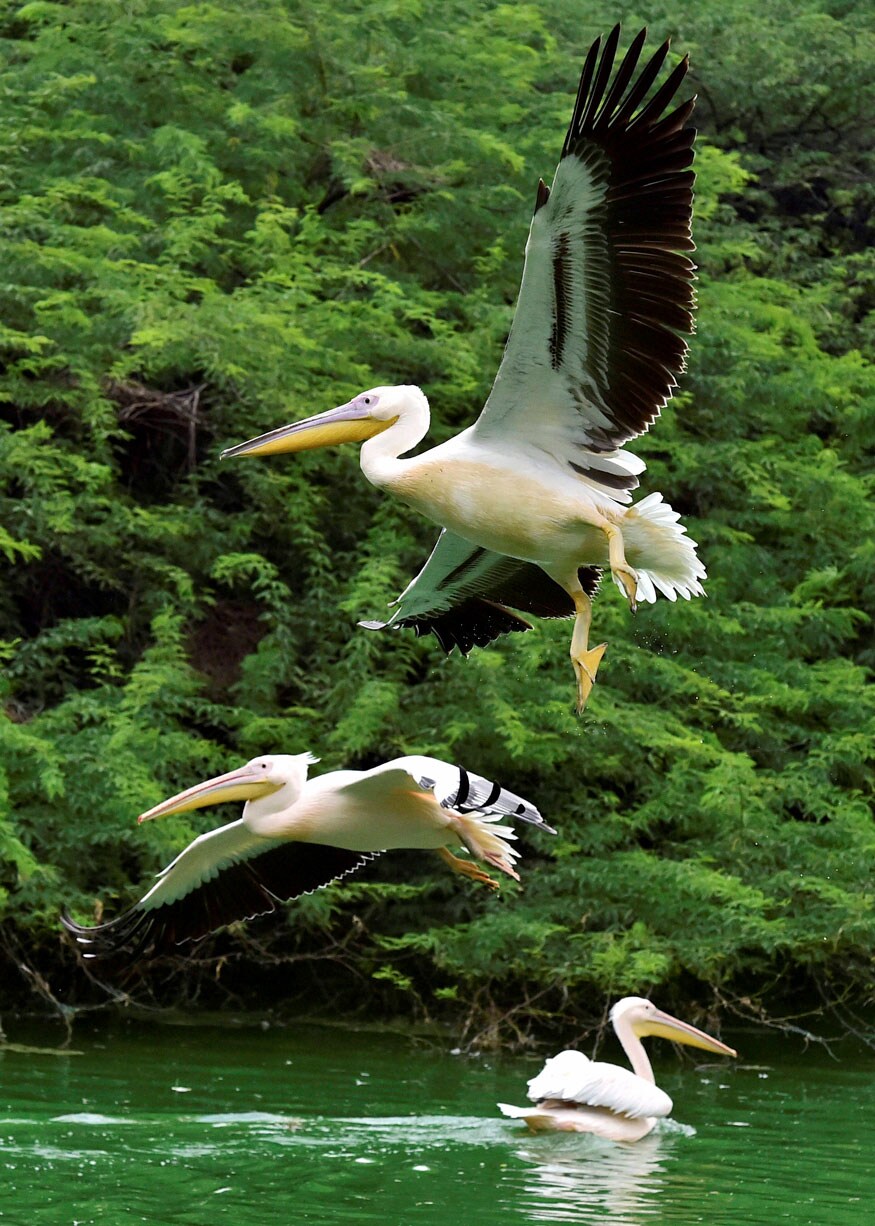 New Delhi: Rosy Pelicans at a pond inside the Delhi zoo on Sunday. (Image: PTI)