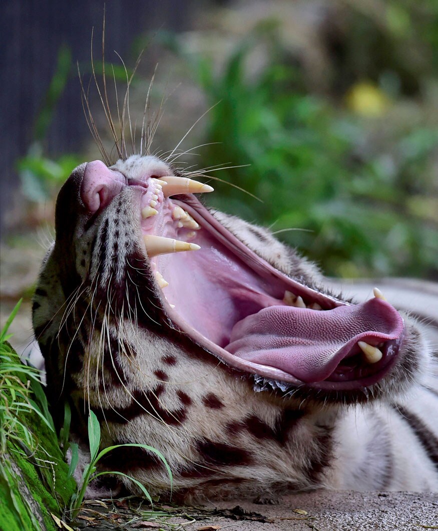 New Delhi: A White Tiger yawns in its enclosdure inside the Delhi zoo on Sunday. (Image: PTI)