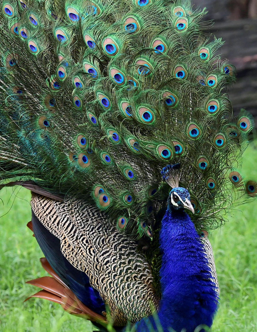 Delhi Zoo: National Zoological Park in Delhi Delhi Zoo: National Zoological Park in Delhi