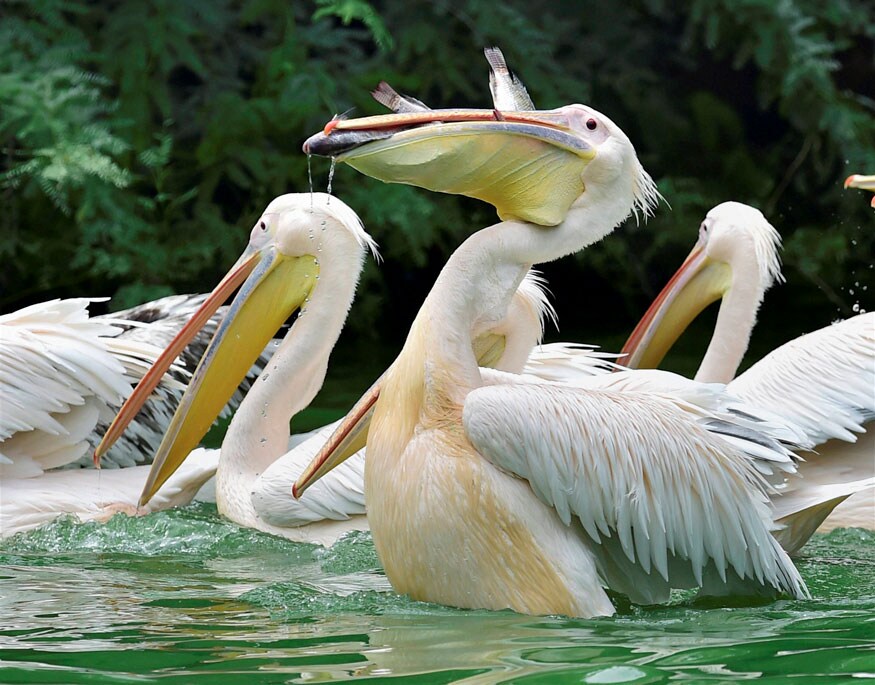 New Delhi: Rosy Pelicans with their catch at a pond inside the Delhi zoo on Sunday. (Image: PTI)