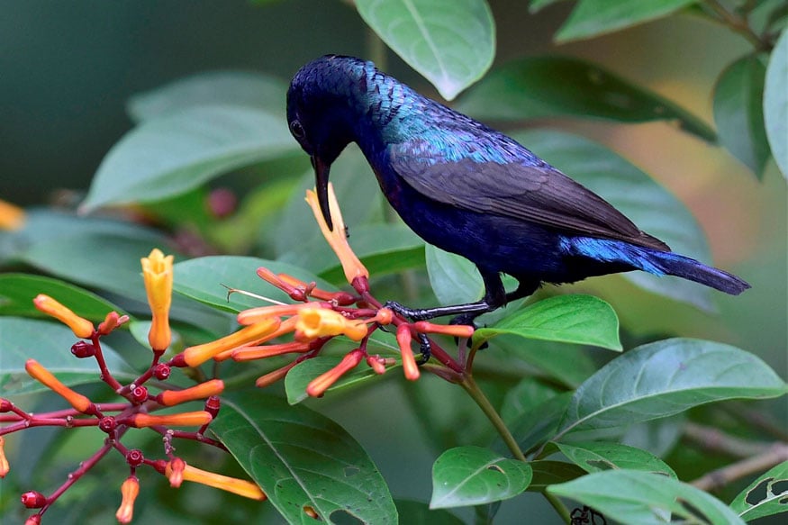 New Delhi: A Purple Sun Bird pecking on a flower inside the Delhi zoo on Sunday. (Image: PTI)