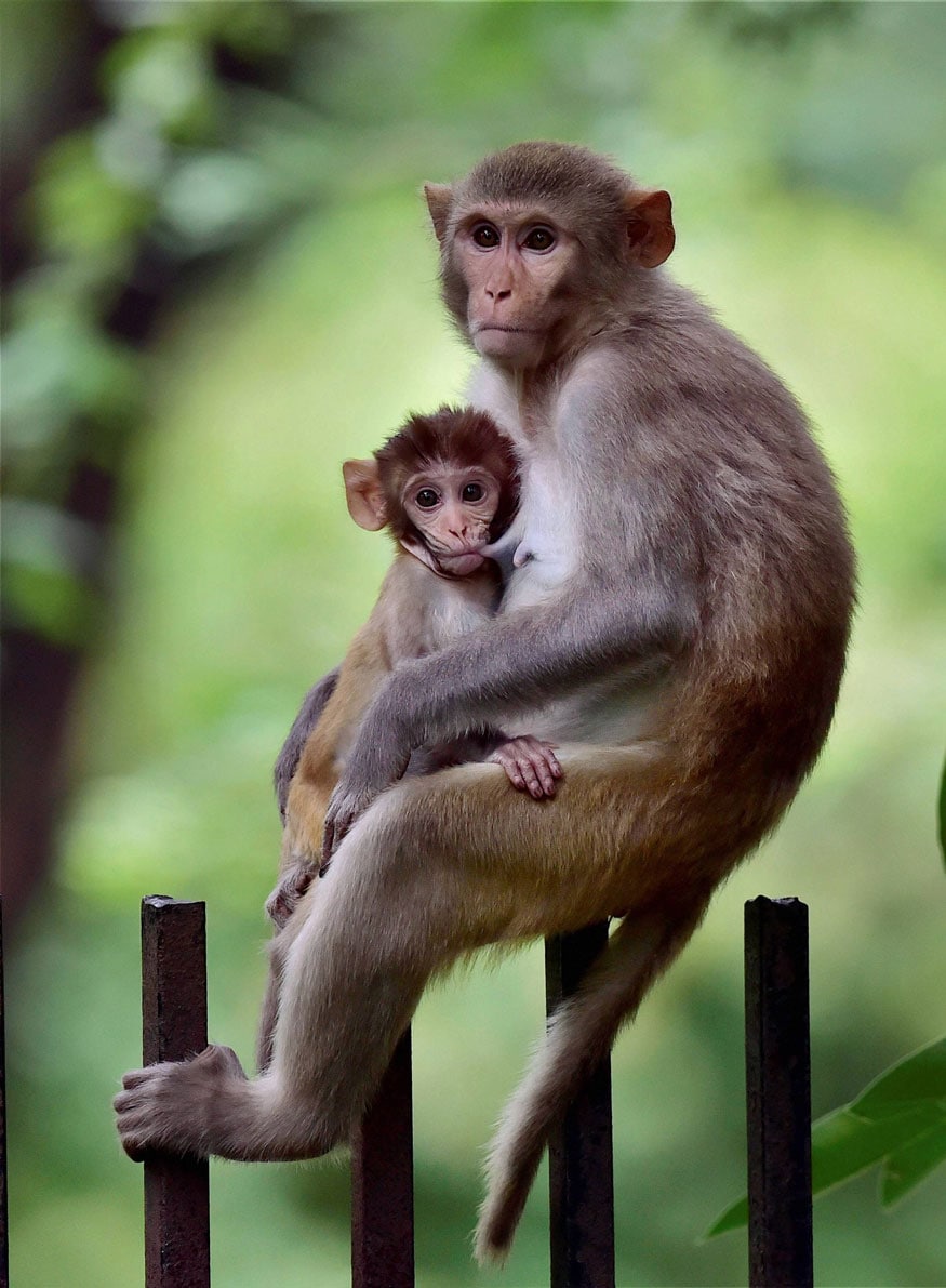 New Delhi: Monkey feeding her baby at the Delhi zoo on Sunday. (Image: PTI)