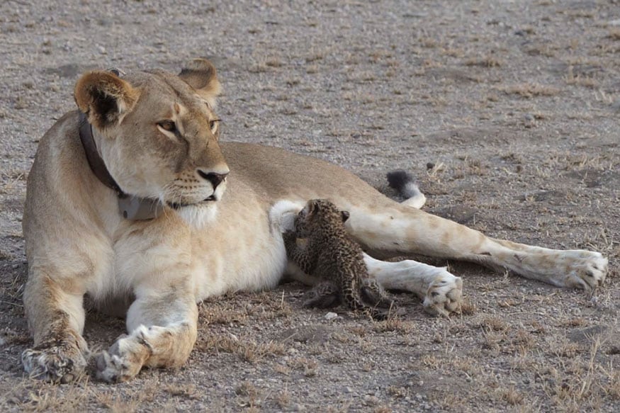 Another Lioness Dies in Gir forest, Toll Rises to 14 in Two Weeks