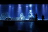 Fish at Australian Aquarium Might be 'Depressed' as They Miss Humans