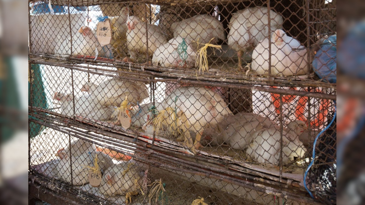 Kerala Poultry Traders Announce Strike Over PostGST Chicken Rates News18